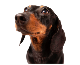 quiropráctica en perros
