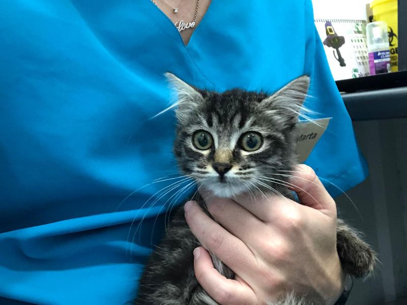 gato recién esterilizado en nuestra clínica