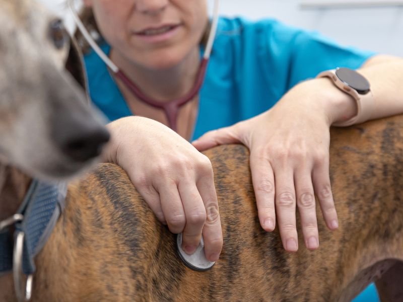 diagnóstico de leishmaniosis en perros