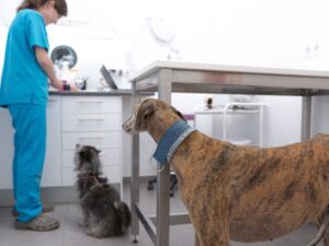chequeo para detectar filearosis canina