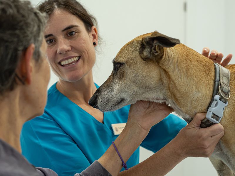 chequeo esencial en la medicina preventiva veterinaria