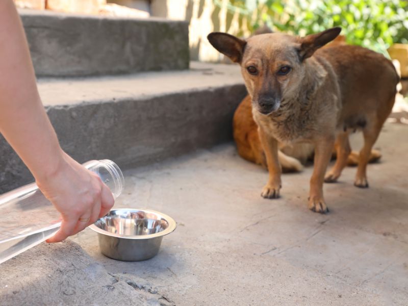 cómo evitar un golpe de calor en mascotas