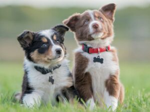 cachorros ya vacunados y revisados