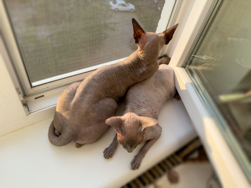 protección para el síndrome del gato paracaidista