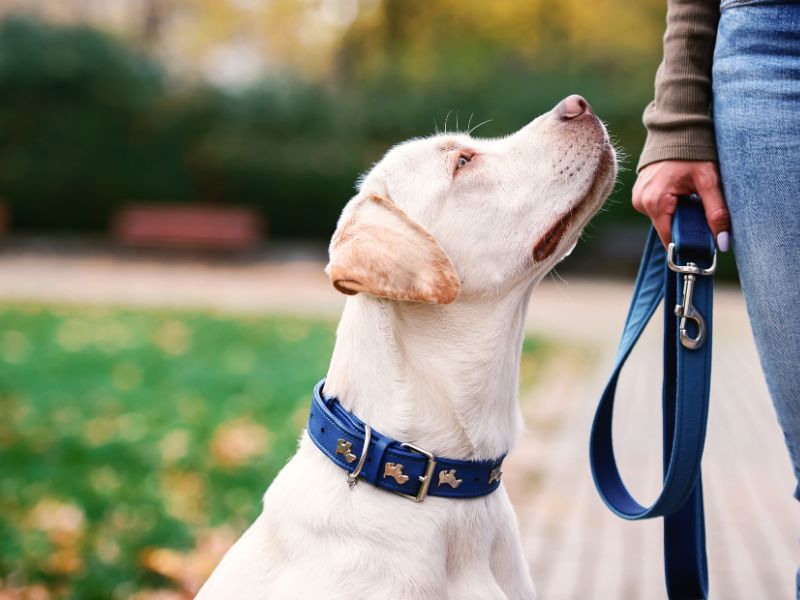 collar para perros