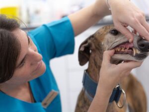 importancia de la limpieza dental en perros y gatos