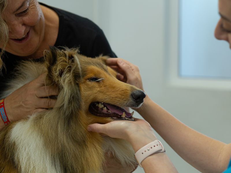 revisión de salud dental en perros y gatos