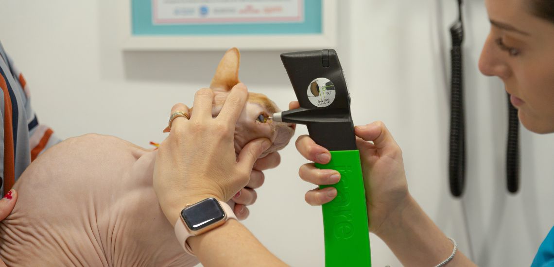 cataratas y diabetes en gatos