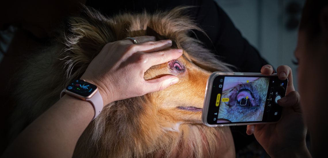 cataratas y diabetes en perros