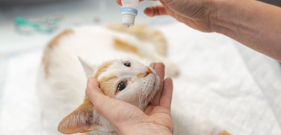 relación entre diabetes y ojos en mascotas