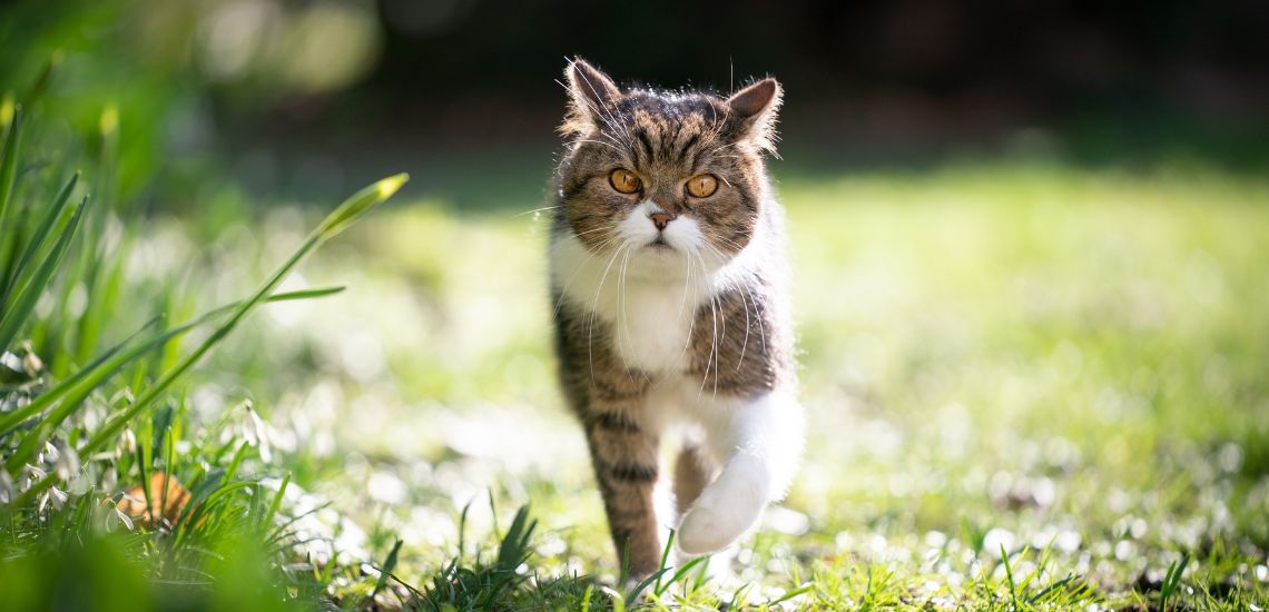 gato paseando en primavera