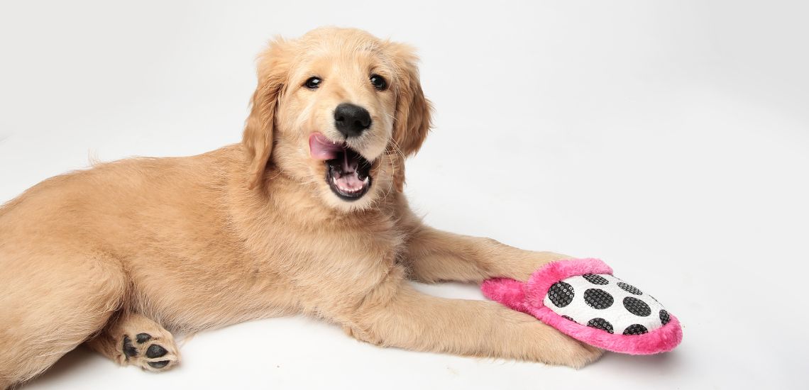 problemas por lamido excesivo en zona del ano