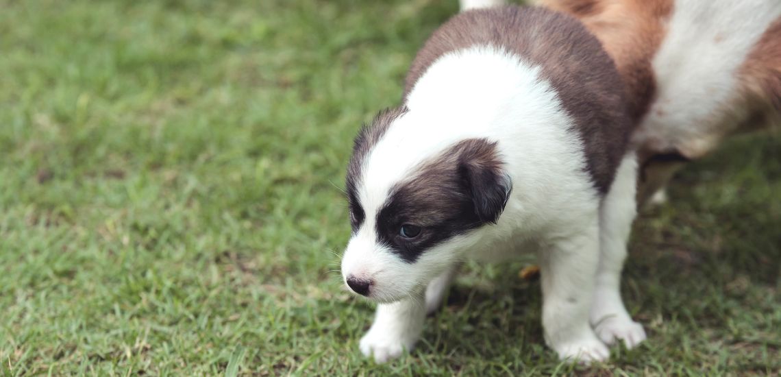 perro se lame la zona del ano
