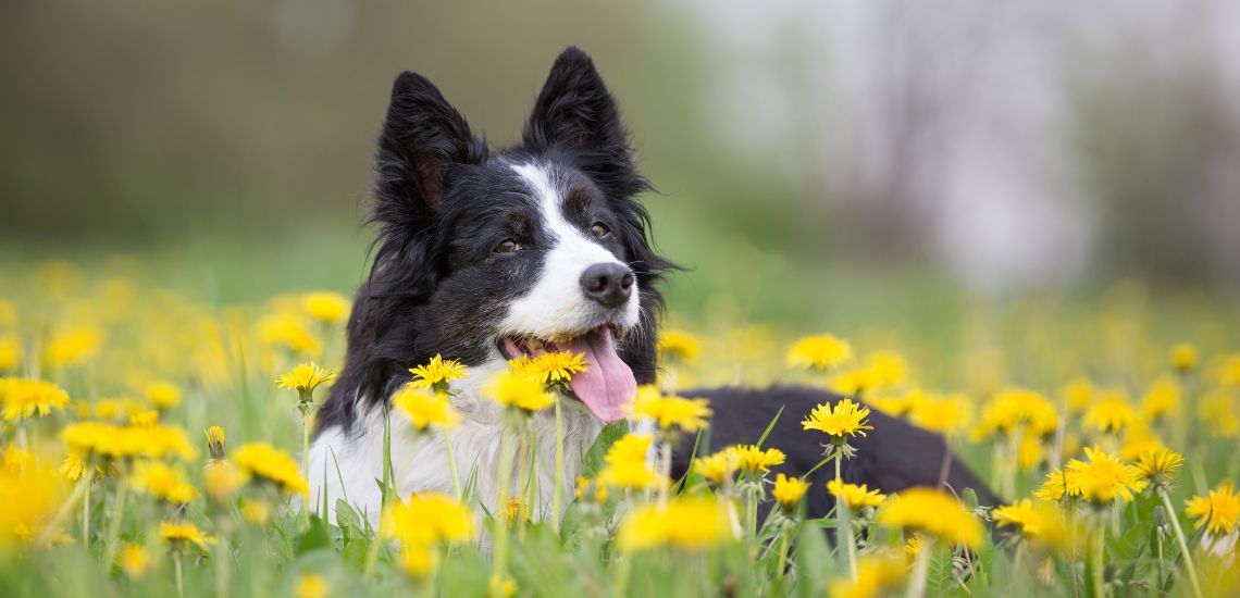 perro tirado en un prado durante la primavera