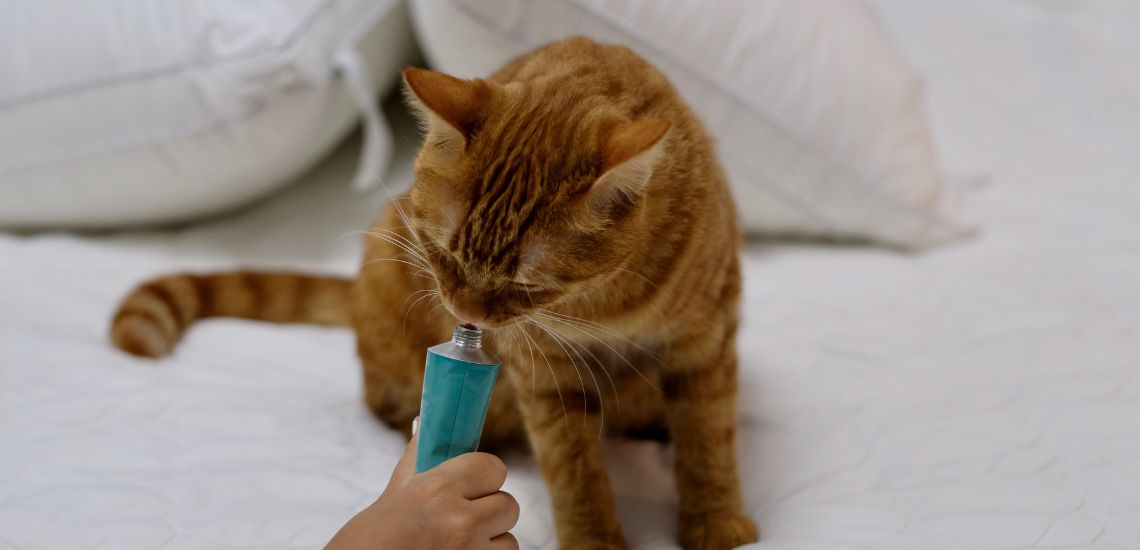 cómo reconocer la tos felina