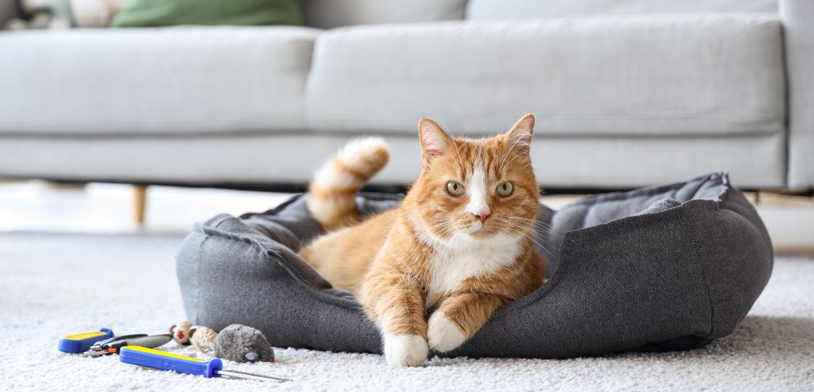 accesorios peligrosos para gatos