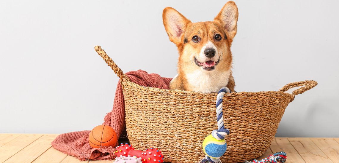 accesorios peligrosos para perros