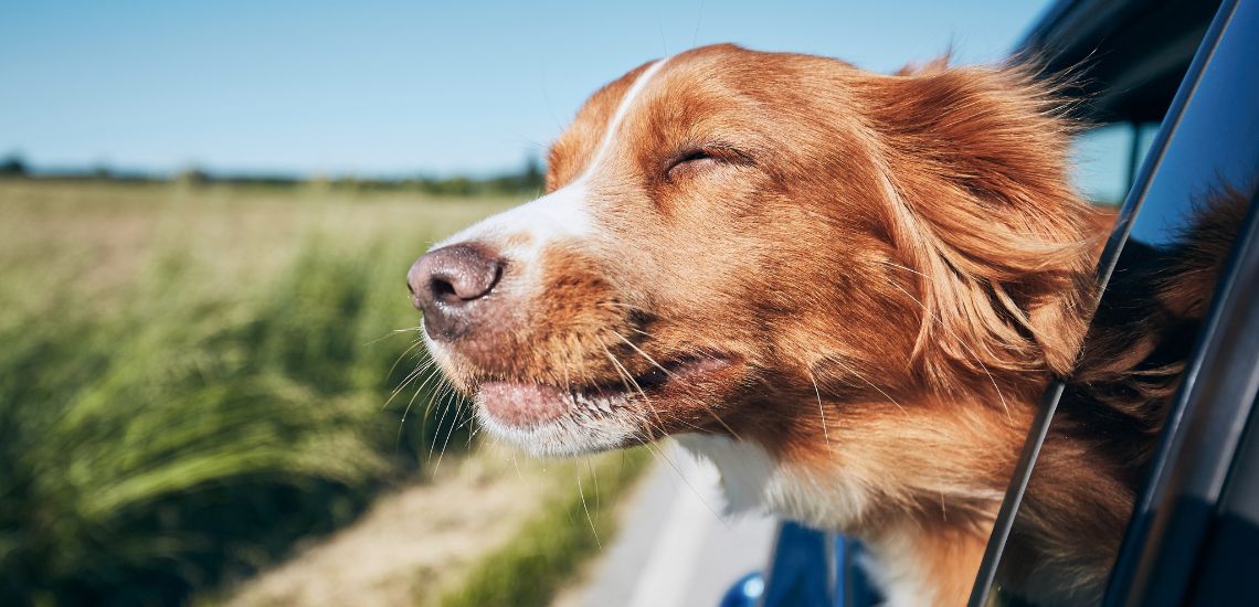 como llevar a un perro en el coche correctamente