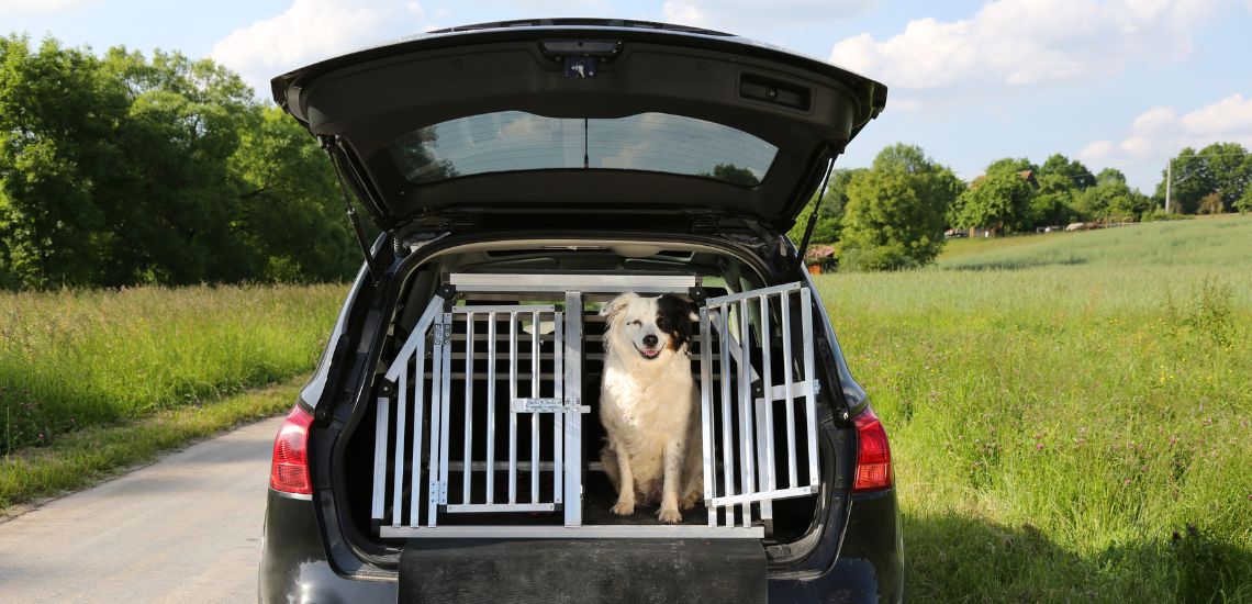 llevar a un perro en el maletero del coche