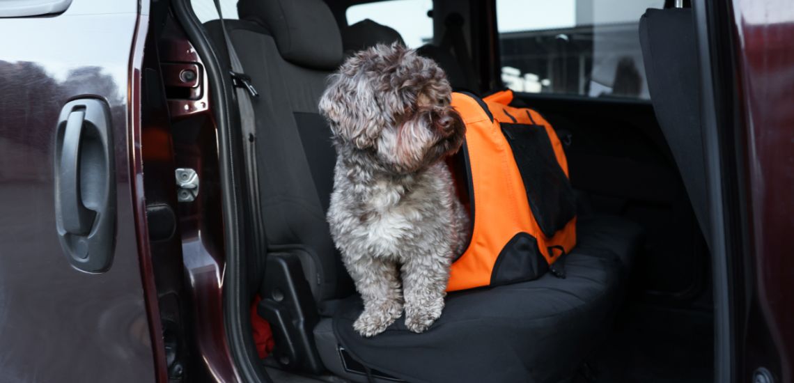 llevar a un perro en transportín para que no te multen