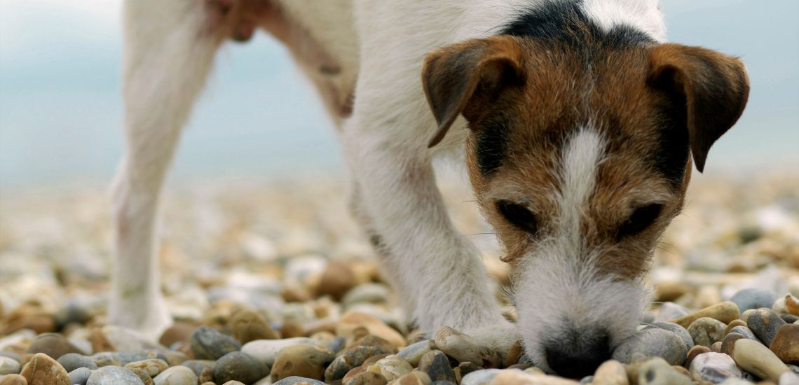 perro come piedras qué hacer