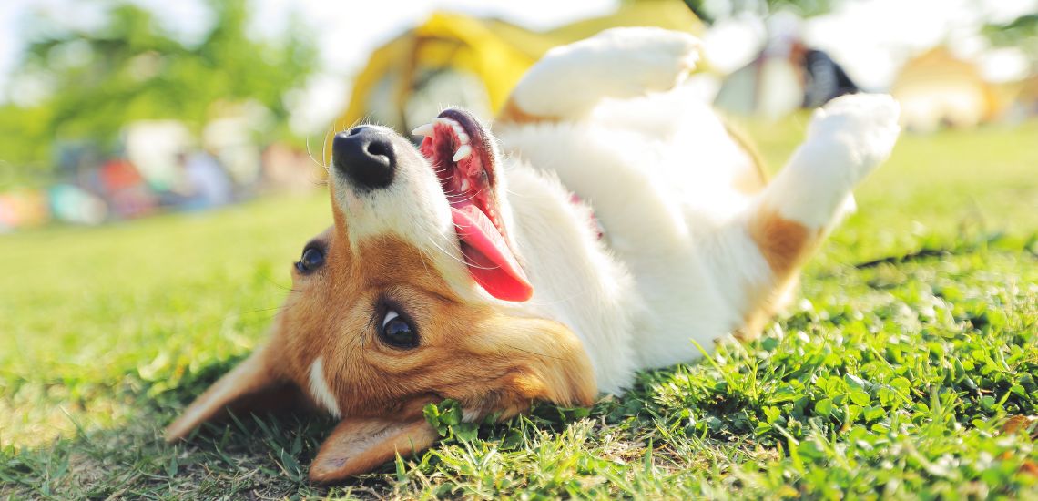 perro jugando en una zona segura