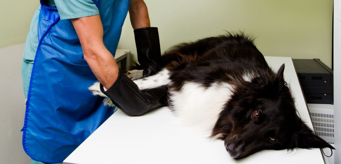 radiografía de un perro que comió piedras