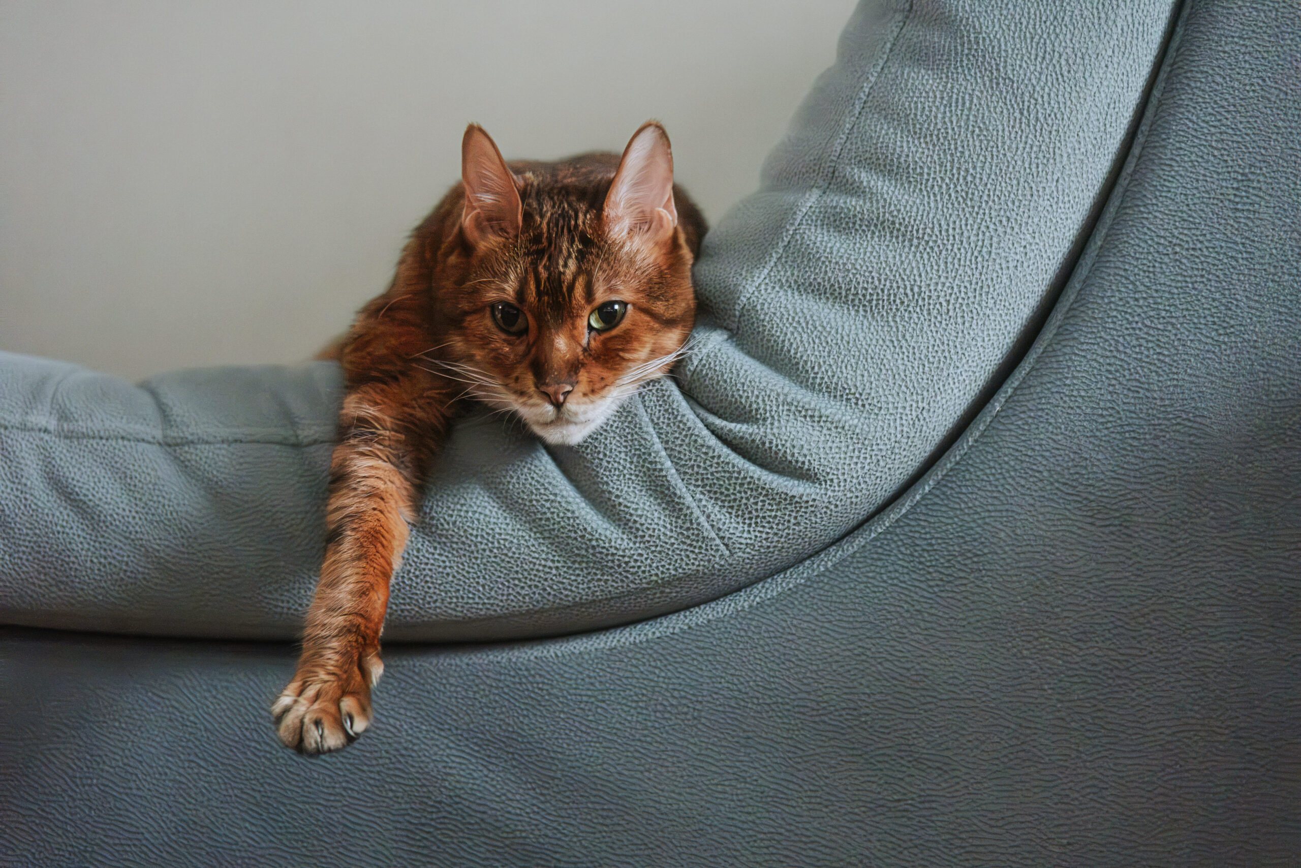 enseñar a un gato a no arañar