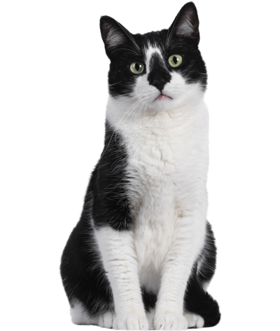 Veterinario de gatos en Valencia