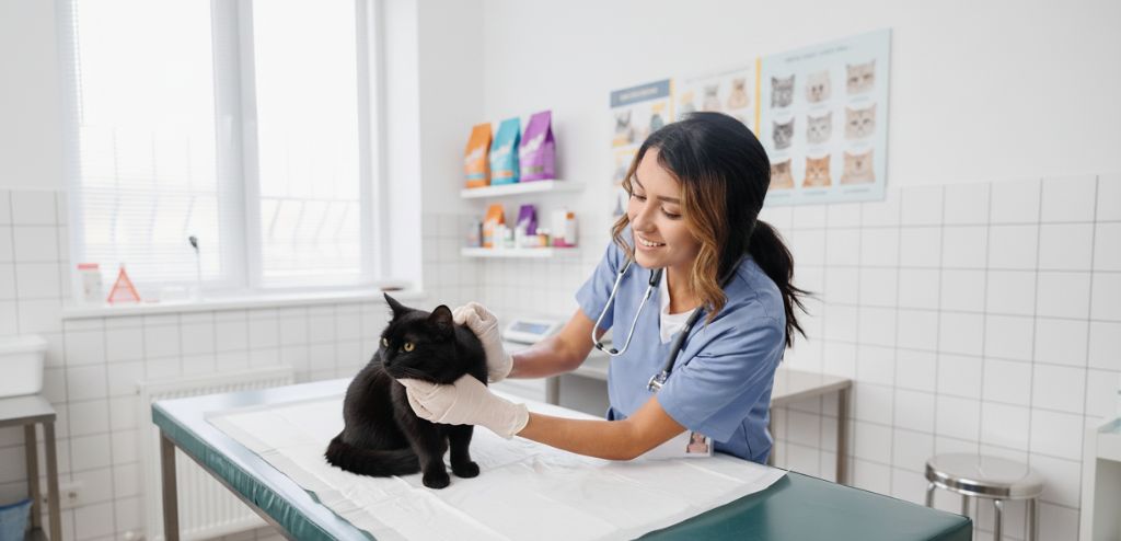 veterinaria en la consulta atendiendo a un gato