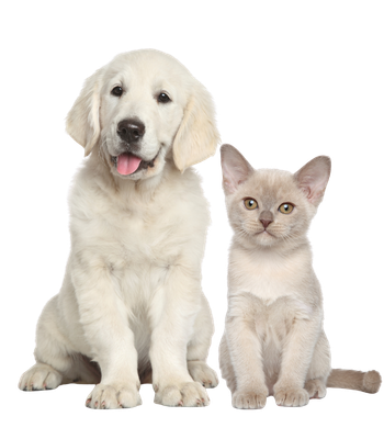 Perro y gato sentados