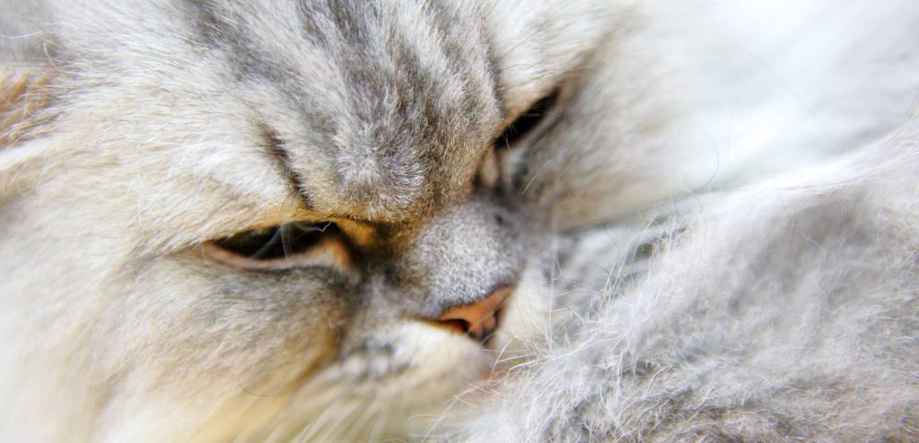 ¿Cómo evitar el estrés en gatos