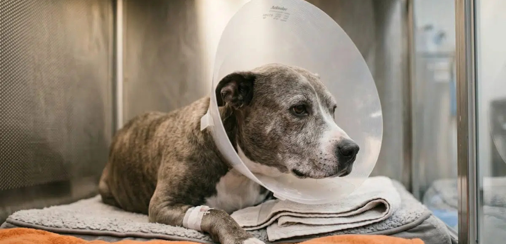 perro hospitalizado