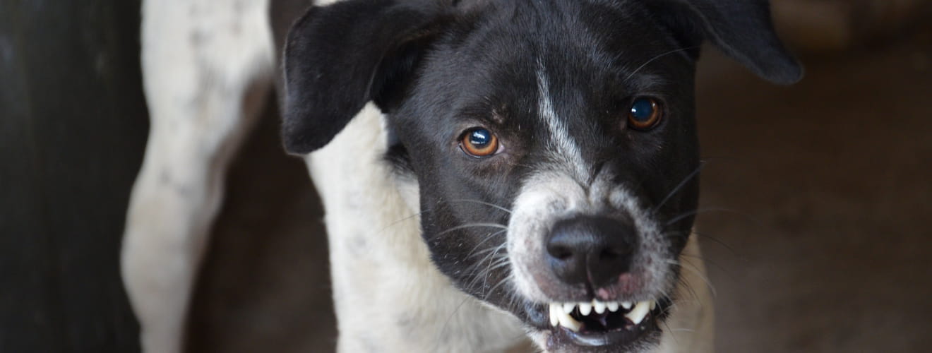 perro con ansiedad