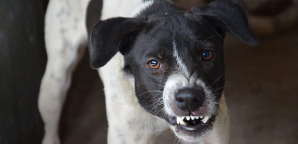 perro con ansiedad en verano