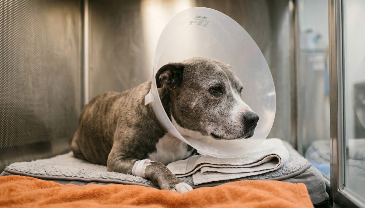 perro hospitalizado