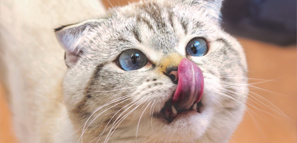 castración de gatos