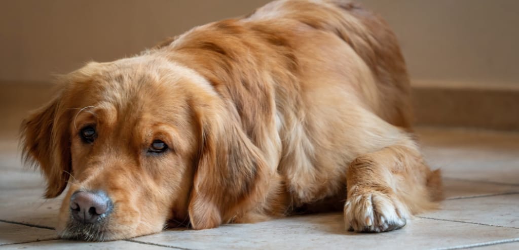 Detectar perro con artritis